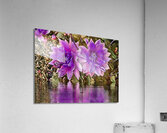 ArtXcl 145 Dahlias Flowers pastel-paint-style Acrylic Print