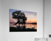 Summerfolk Swan Acrylic Print