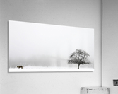 Horse and Tree  Acrylic Print