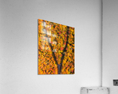 The Fork Acrylic Print
