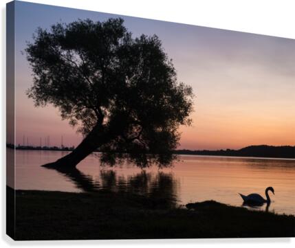 Summerfolk Swan Canvas Print
