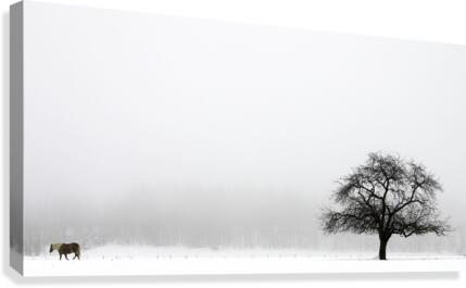 Horse and Tree  Canvas Print