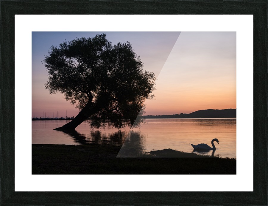 Summerfolk Swan Picture Frame print