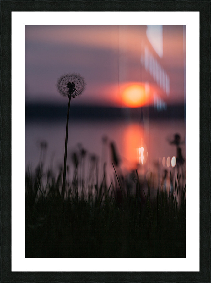 Dandelion Sunset Picture Frame print