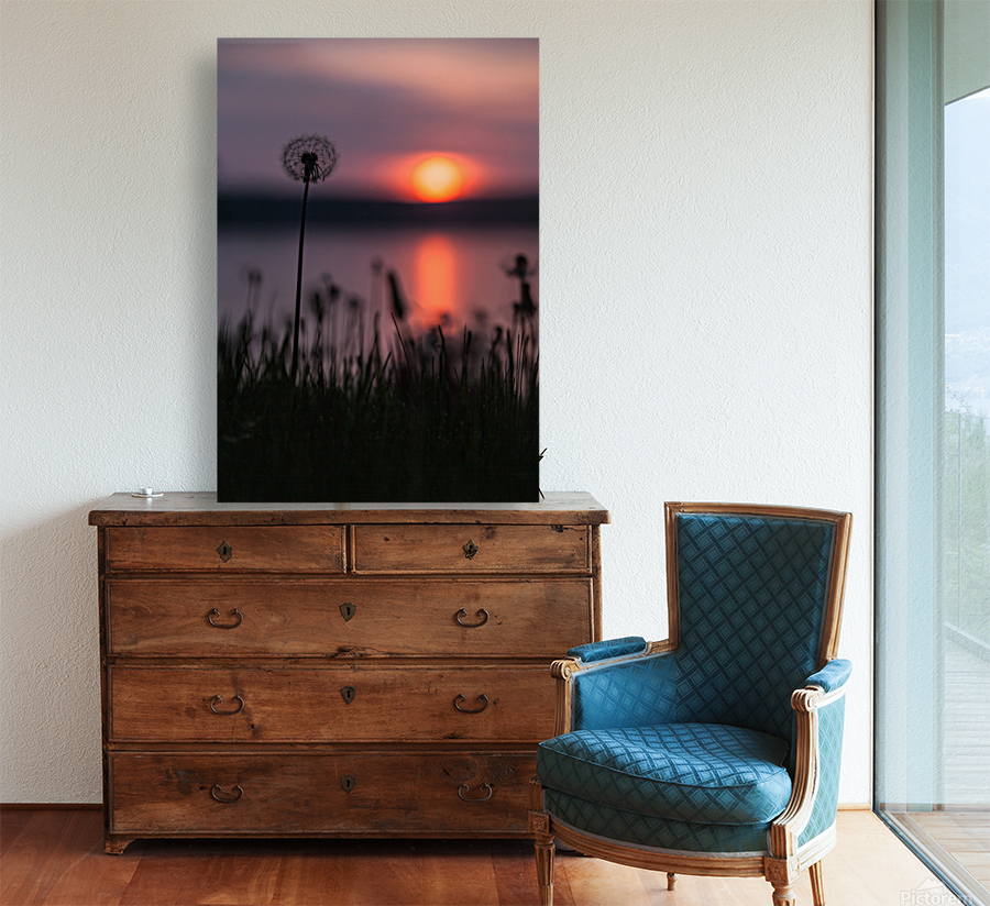 Dandelion Sunset Reproduction