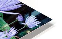 Lotus flowers HD Metal print