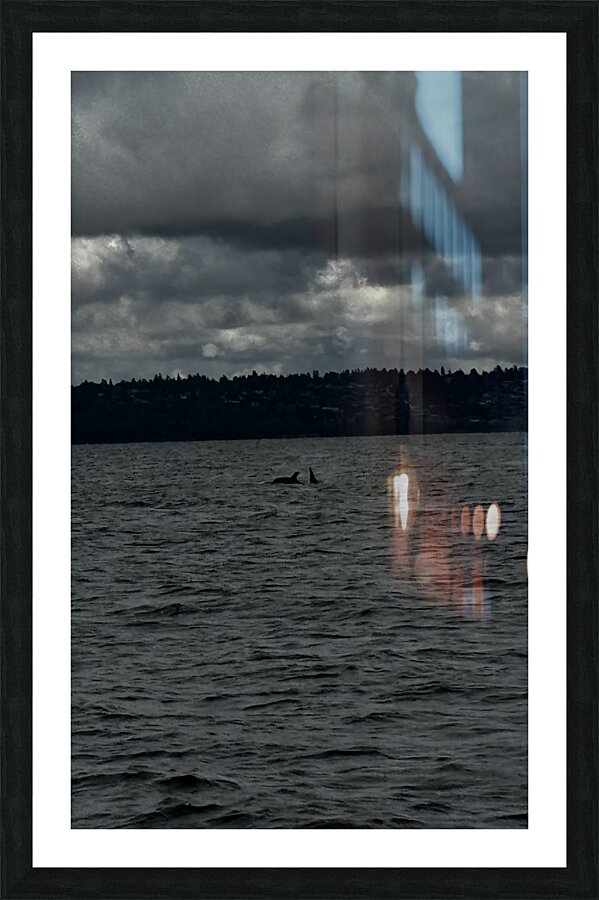 IMG 4676 Picture Frame print