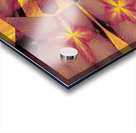 Black Lotus Petal 2 Acrylic print