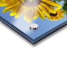 Sunflowers 1 Acrylic print