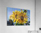 Sunflowers 1 Acrylic Print