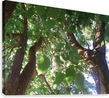 Beautiful Fall Green Trees 3 Canvas Print
