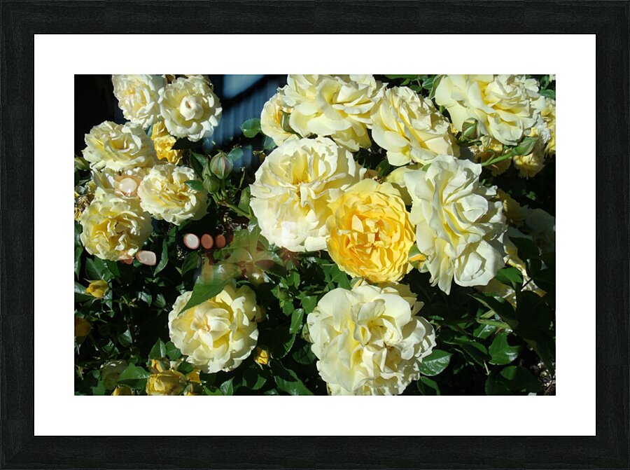 Yellow Roses  Picture Frame print