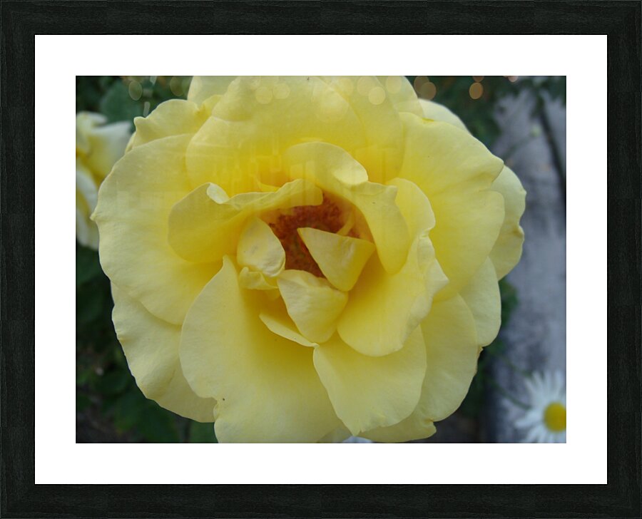 A Yellow Rose 2 Picture Frame print