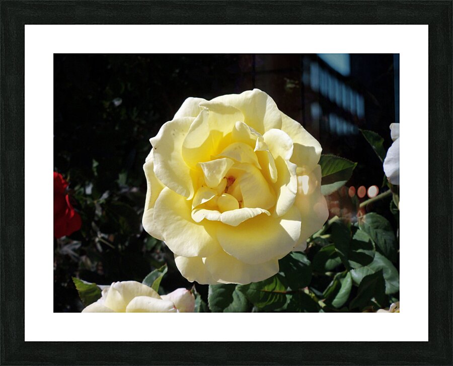 A Yellow Rose 3 Picture Frame print