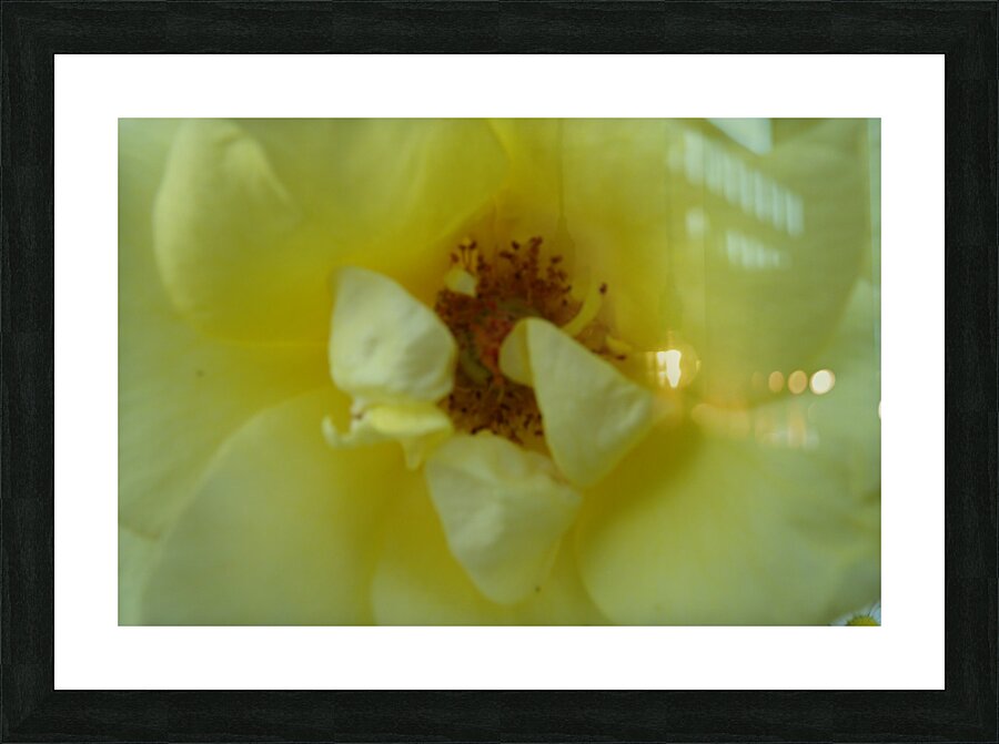 Inside a Yellow Rose  Picture Frame print