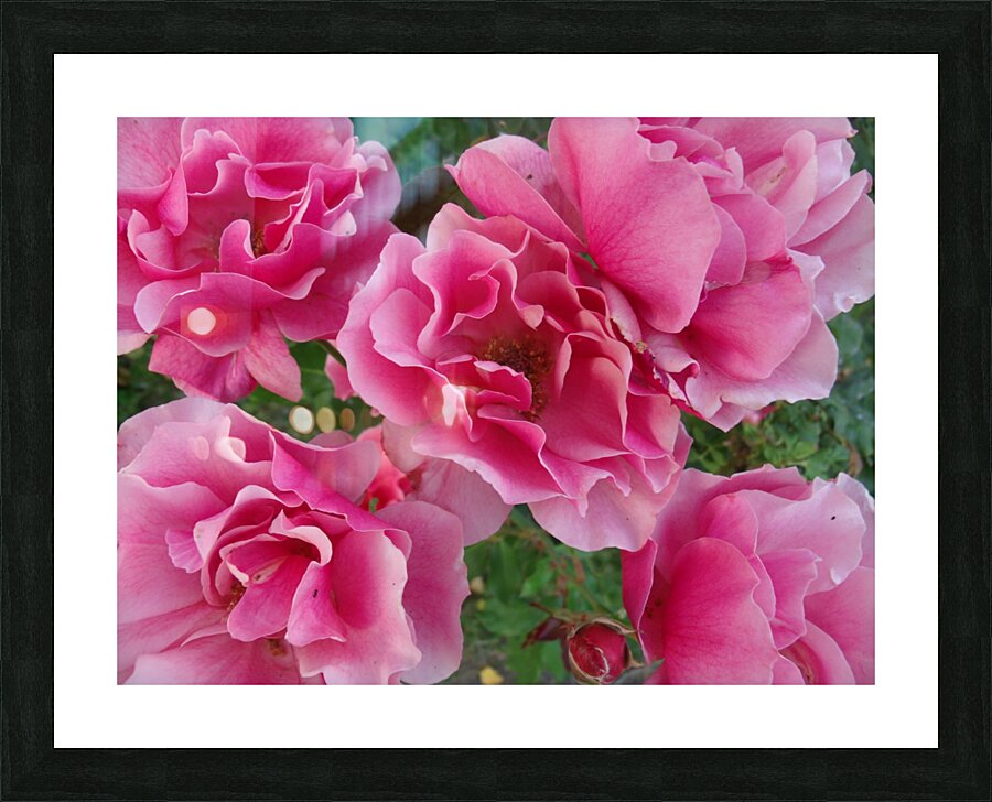Five Pink Roses  Picture Frame print