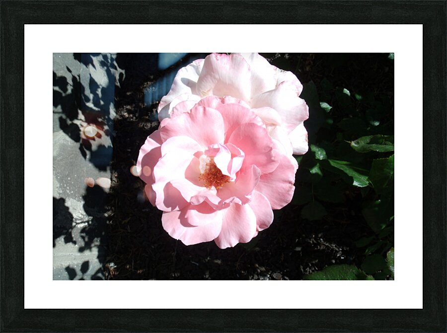 A Delicate Pink Rose  Picture Frame print