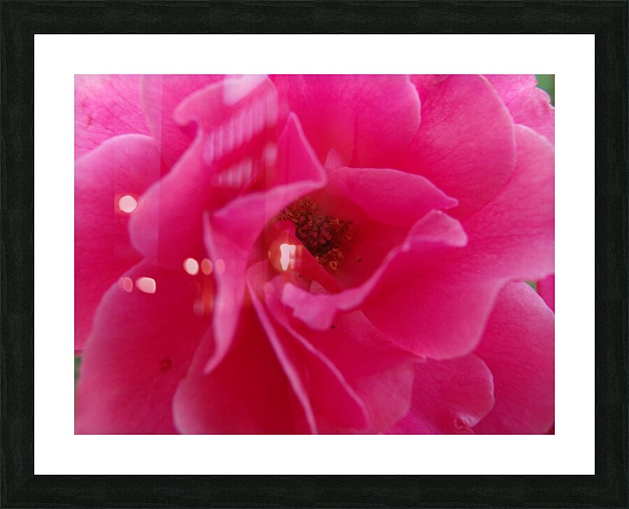 Inside A Pink Rose Picture Frame print