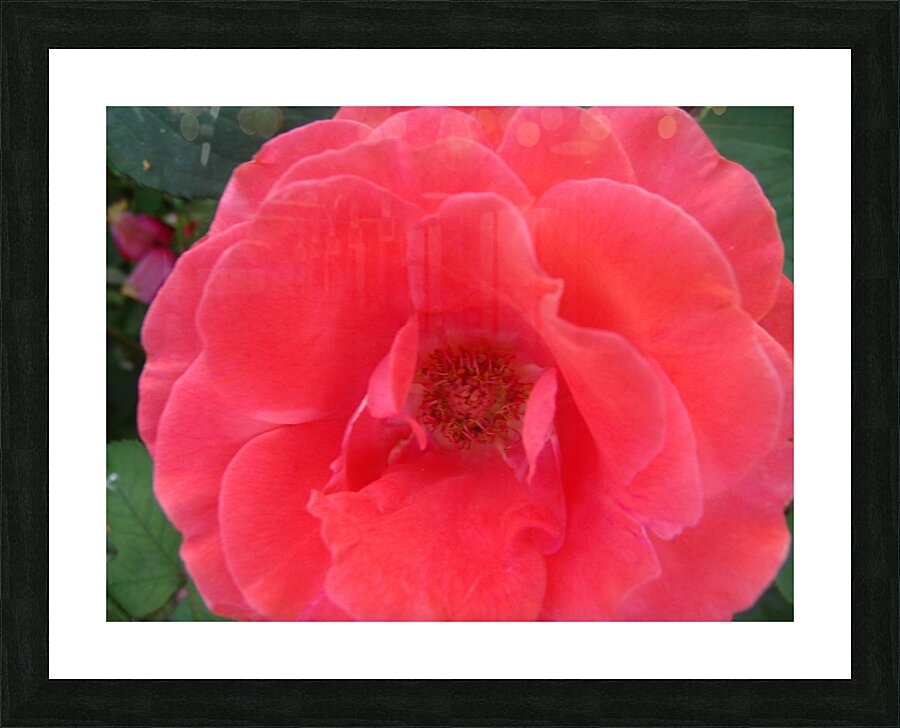 A Pink Rose Closeup  Picture Frame print