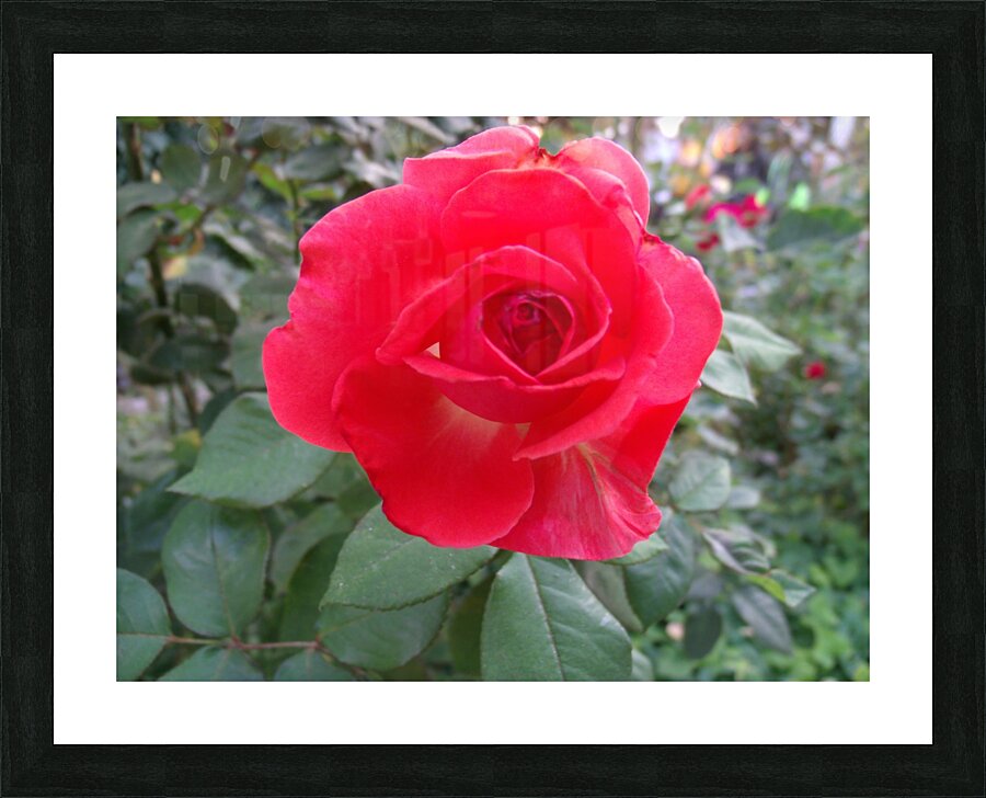 A Red Rose 1 Picture Frame print