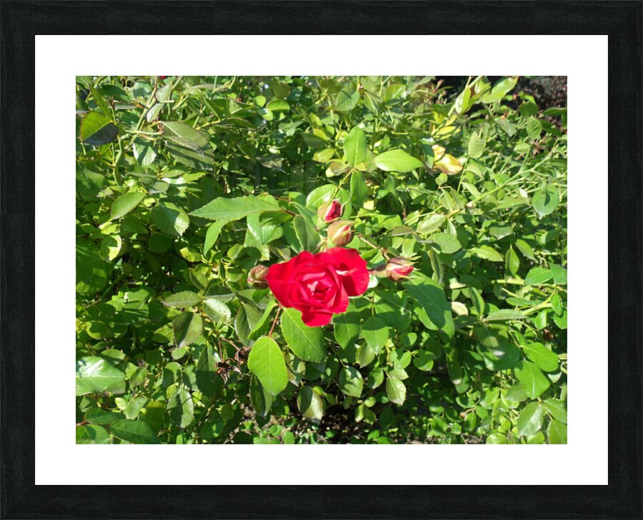 A Single Red Rose Picture Frame print