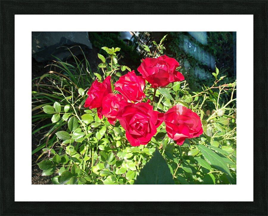 Six Red Roses  Picture Frame print