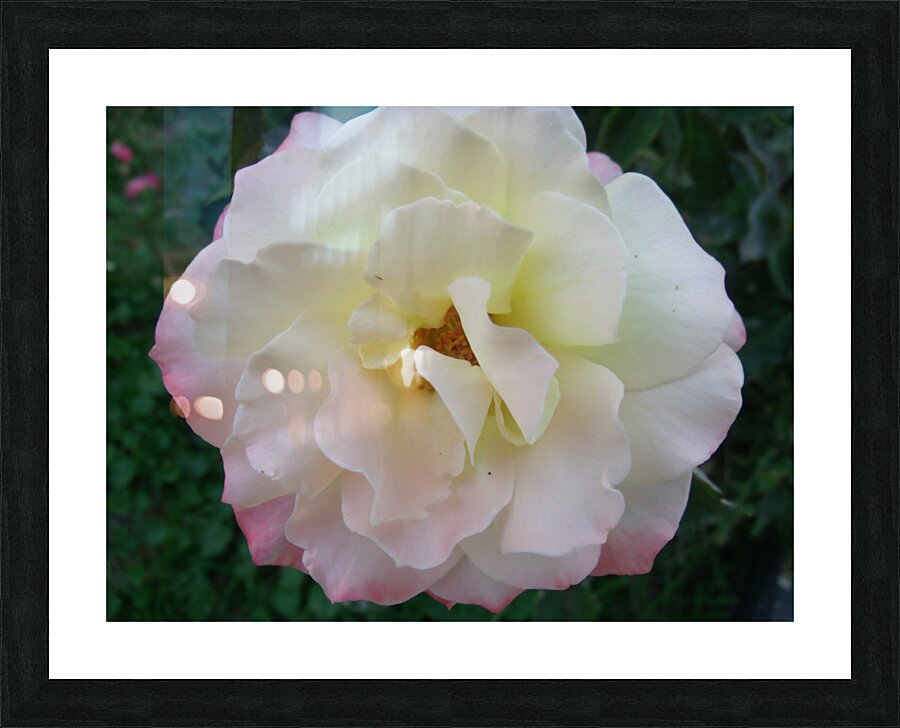 A White Rose 1 Picture Frame print