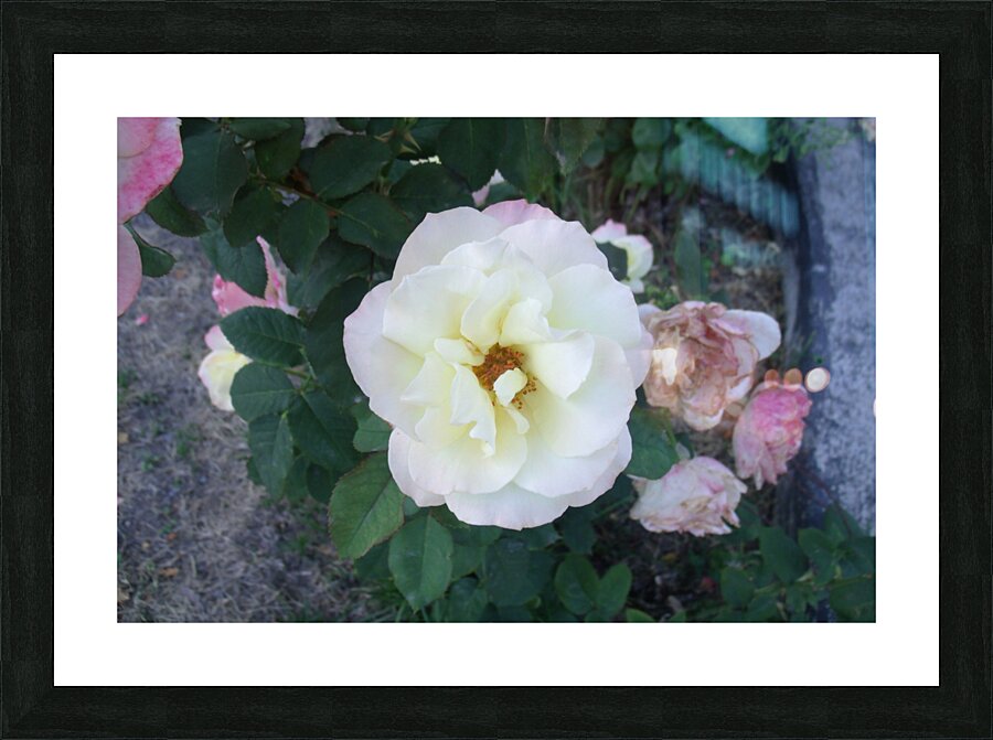 A White Rose 2 Picture Frame print