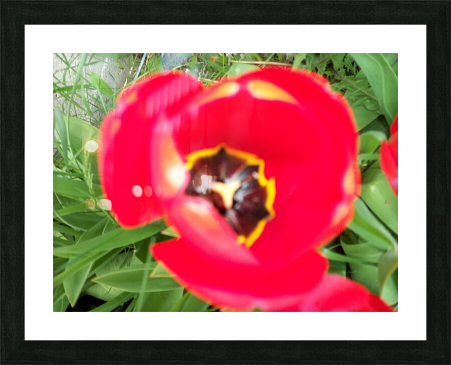 A Poppy 2 Picture Frame print