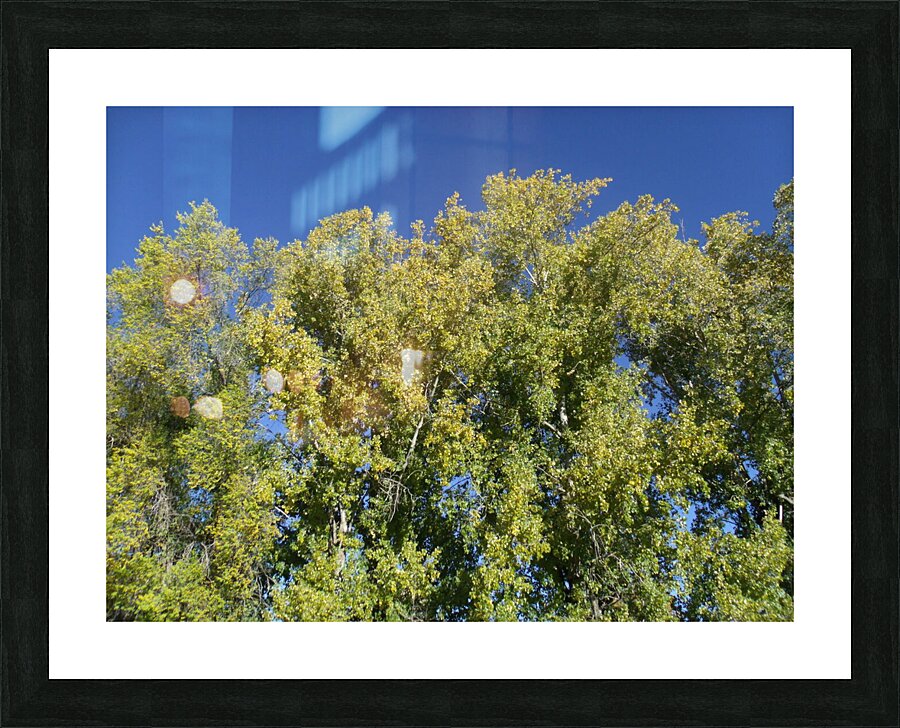 Autumn Leaves Turning  Picture Frame print