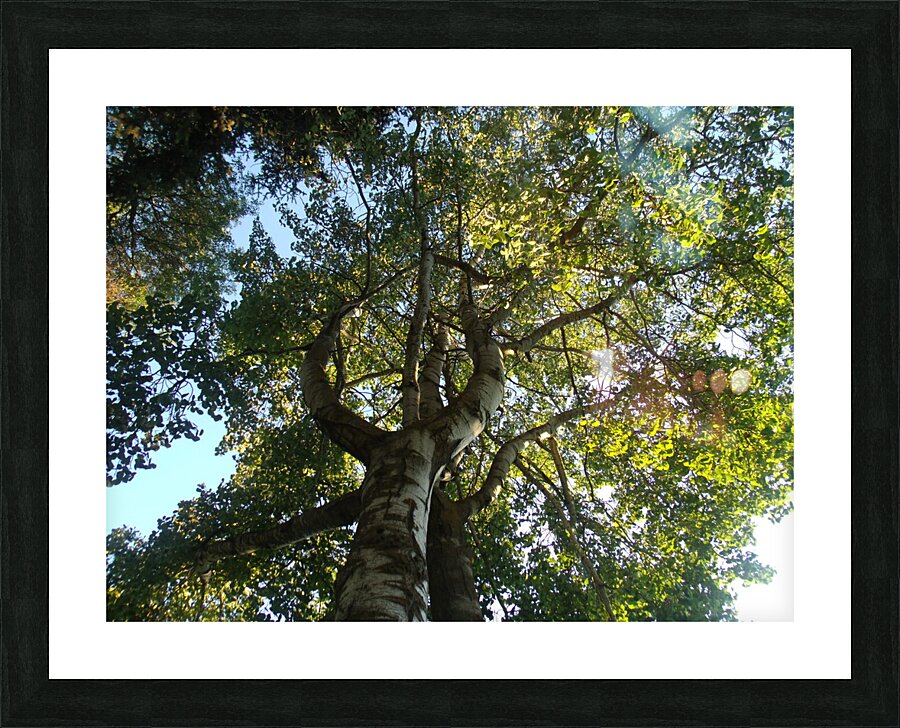 Beautiful Fall Green Trees 2 Picture Frame print