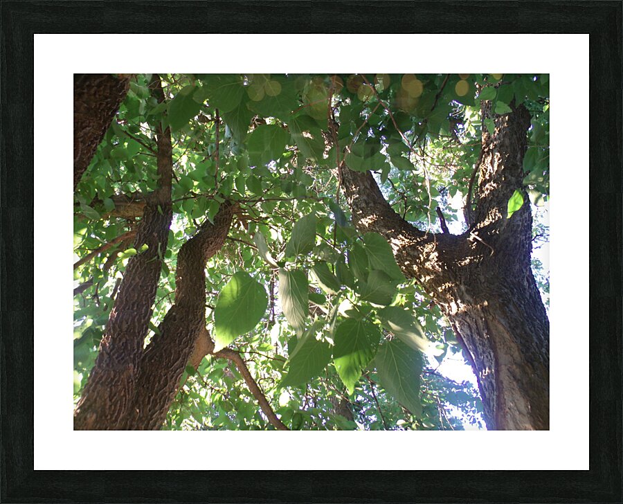 Beautiful Fall Green Trees 3 Picture Frame print