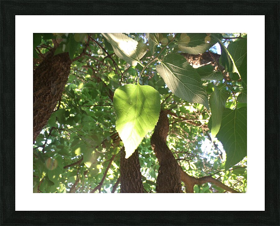Beautiful Fall Green Trees 6 Picture Frame print