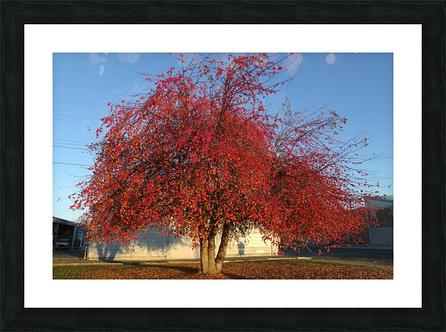 Crabapple Tree 2 Picture Frame print