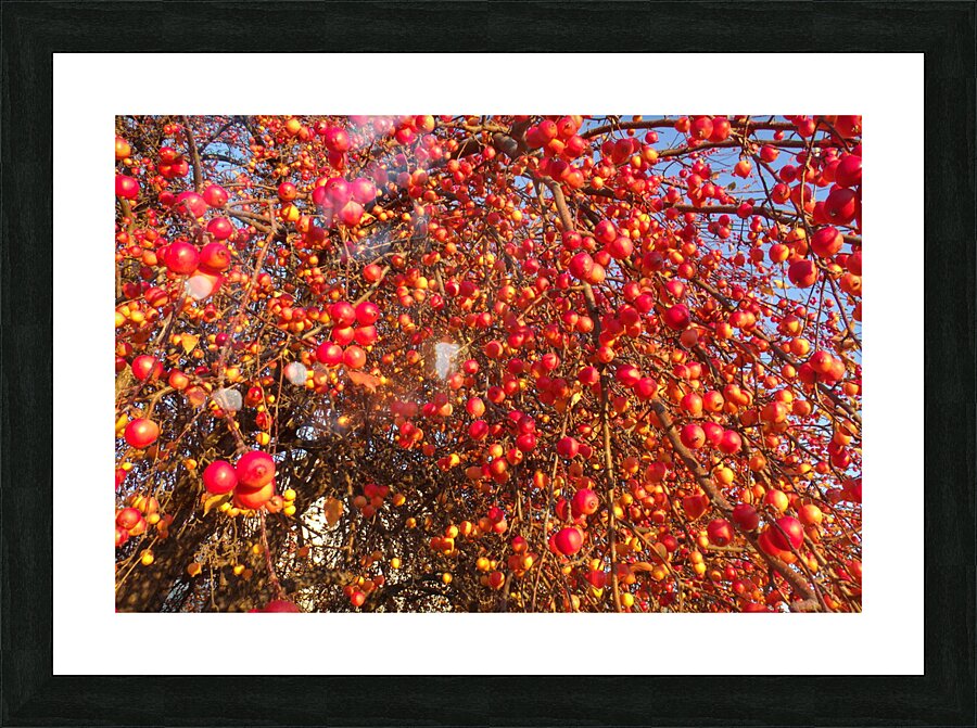 Crabapple Tree 3 Picture Frame print