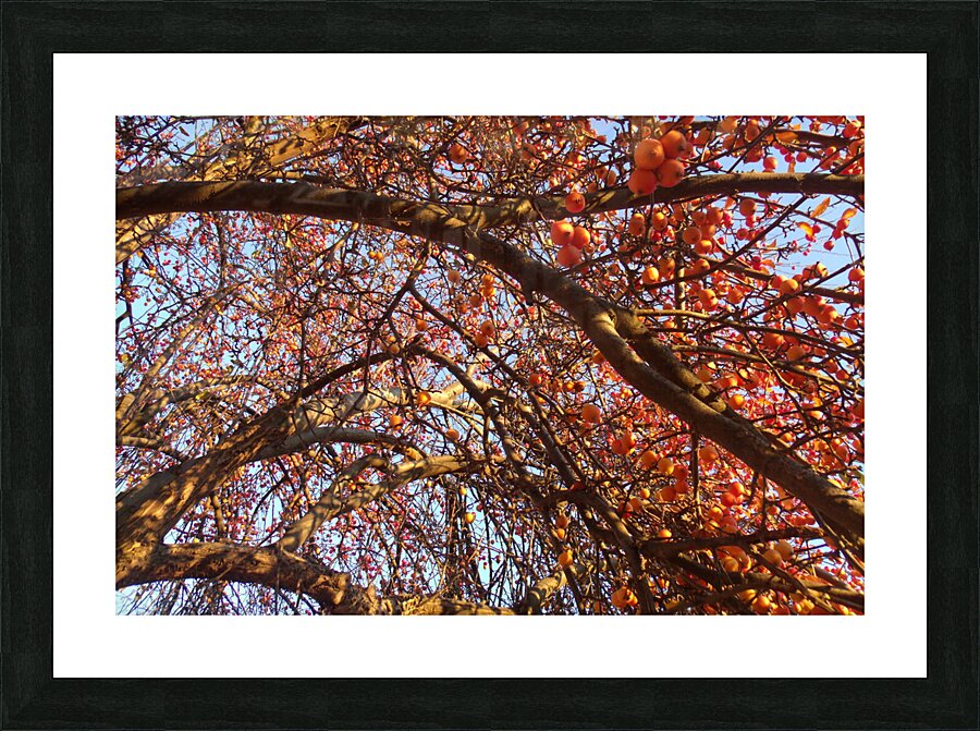 Crabapple Tree 4 Picture Frame print