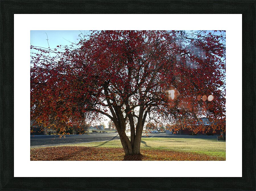 Crabapple Tree 6 Picture Frame print