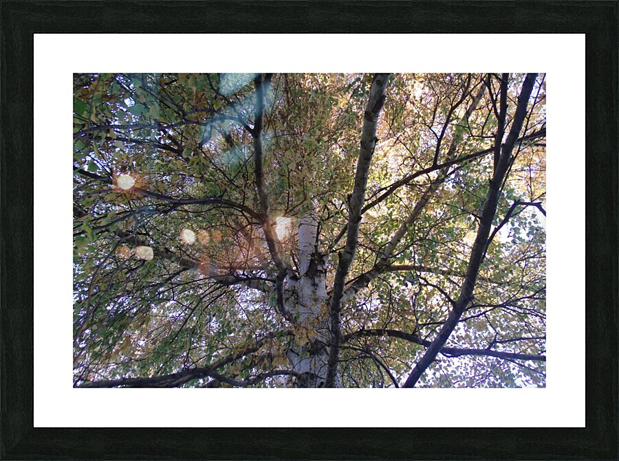 Birch Trees In Fall 1 Picture Frame print