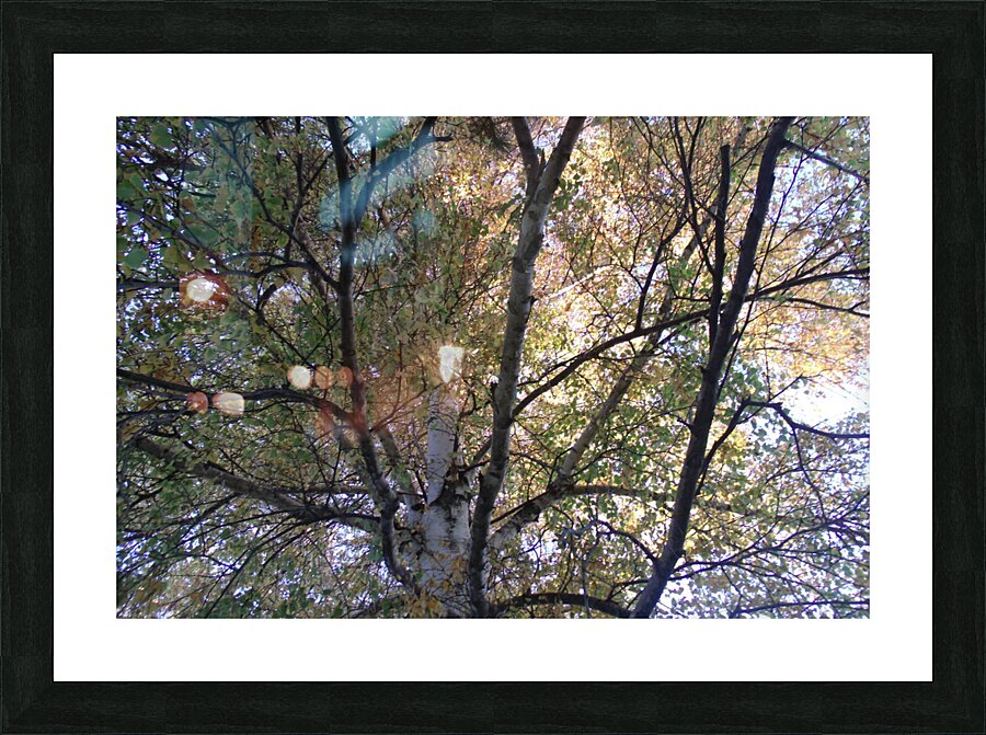 Birch Trees In Fall 2 Picture Frame print