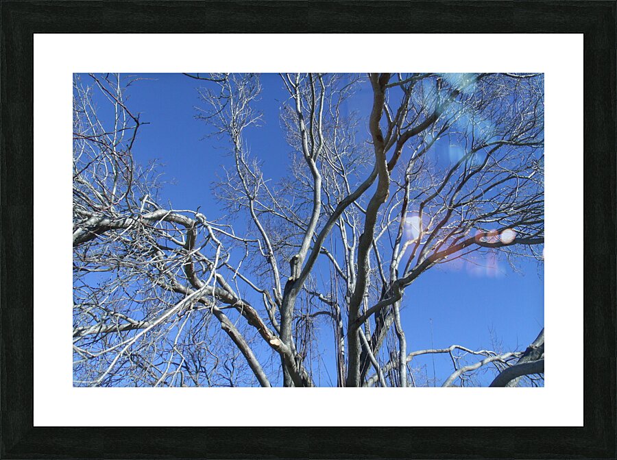 Tulelake Winter Tree 1 Picture Frame print