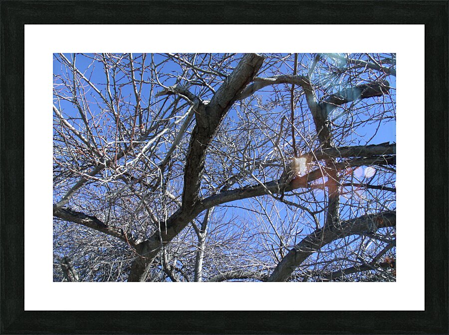 Tulelake Winter Tree 2 Picture Frame print