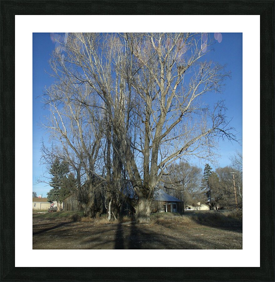 Winter Tree And Barn 1  Picture Frame print