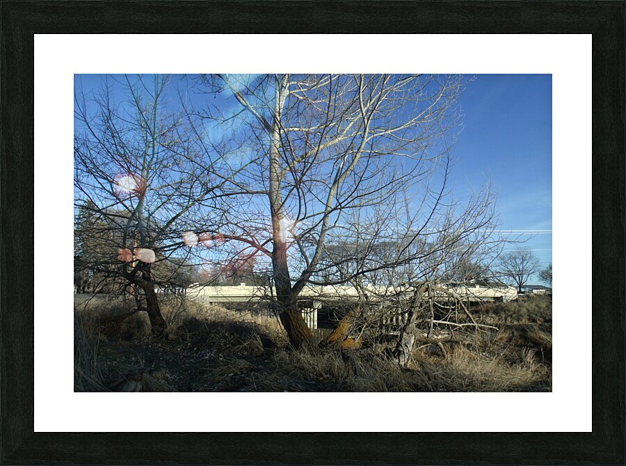 Lost River Winter Trees 4 Picture Frame print