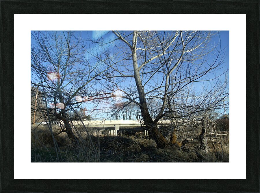 Lost River Winter Trees 5 Picture Frame print