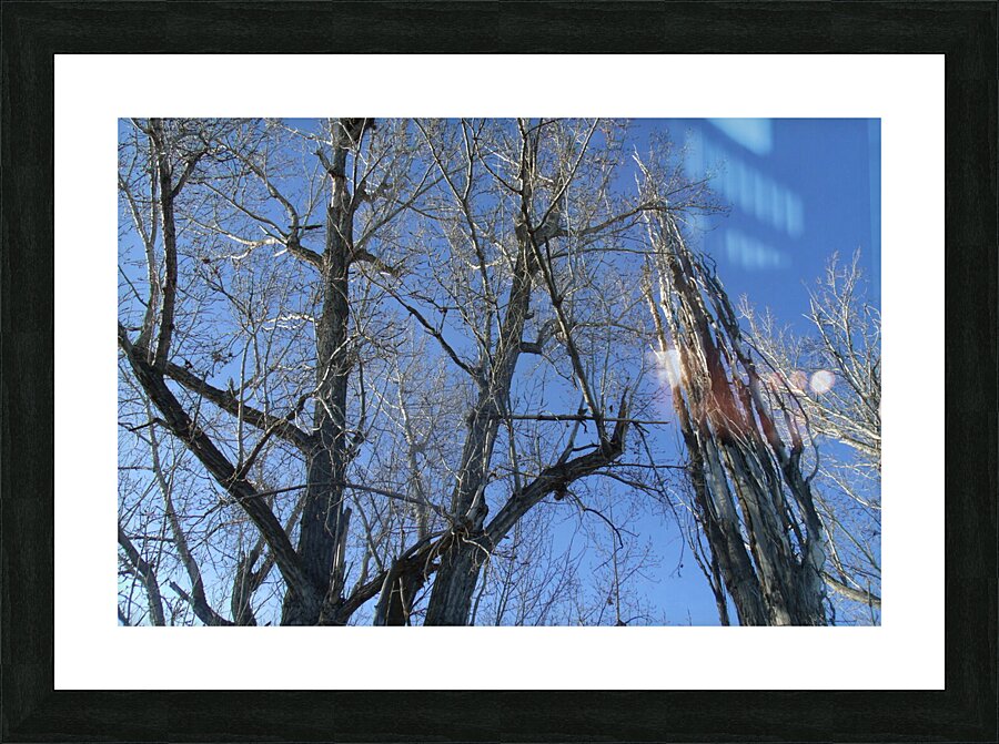 Lost River Winter Trees 7 Picture Frame print