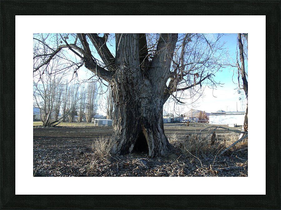 Lost River Winter Trees 8 Picture Frame print