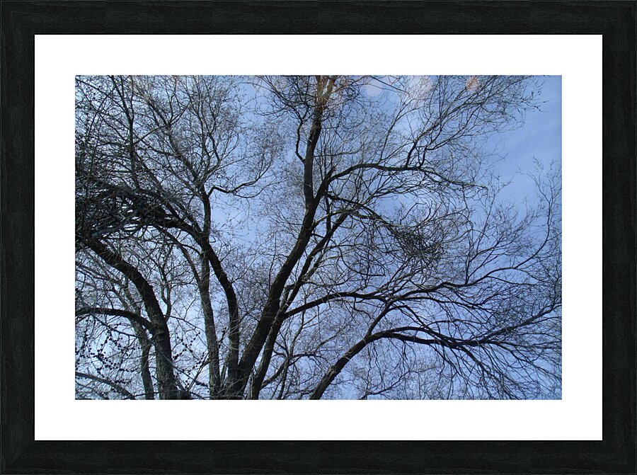 February Tree 1 Picture Frame print