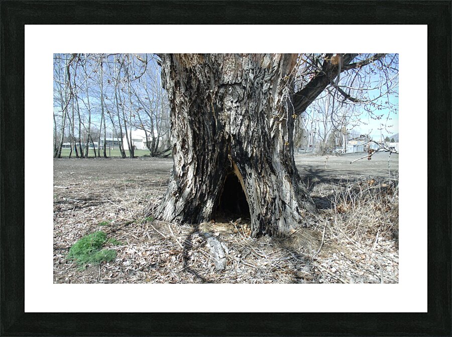 Old Trees 1  Picture Frame print