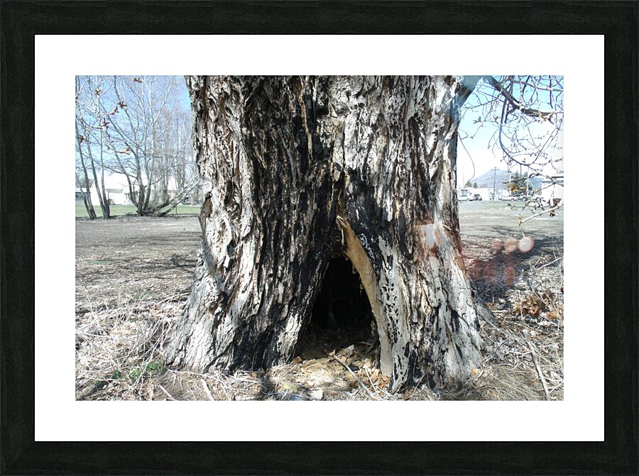 Old Trees 2  Picture Frame print