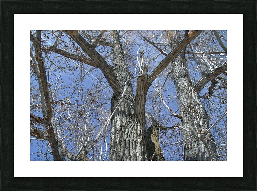 Old Trees 3  Picture Frame print